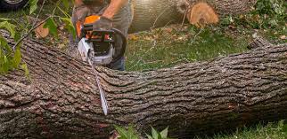 Reliable St Augustine South, FL Tree Removal Solutions