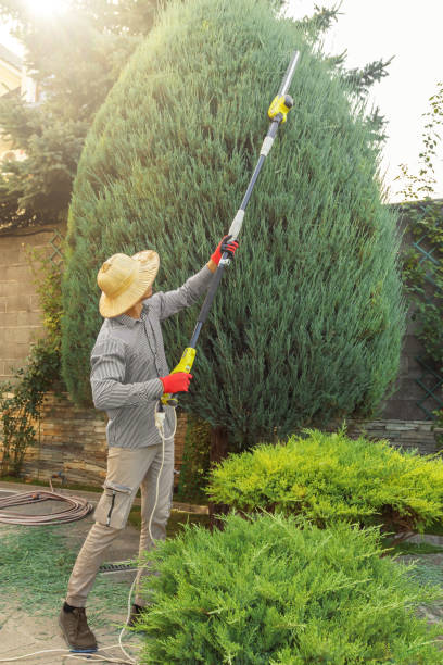 How Our Tree Care Process Works  in  St Augustine South, FL